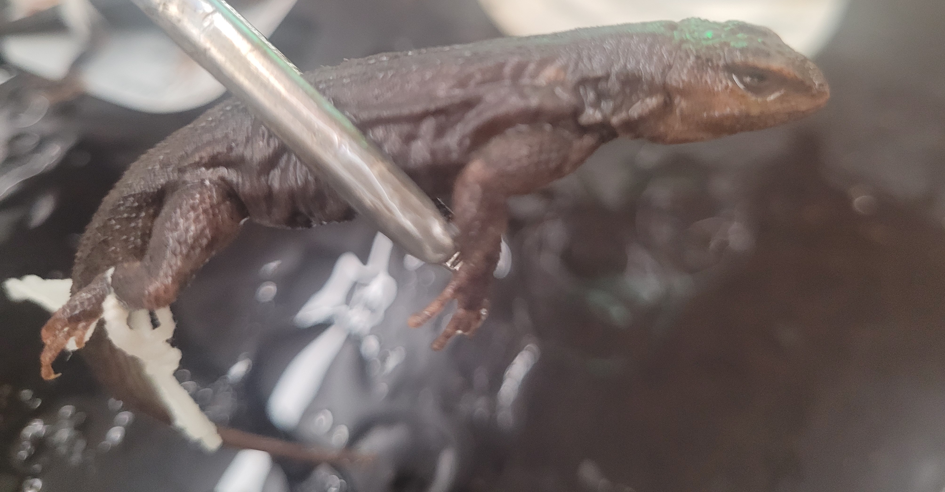 <p>What species is this</p>