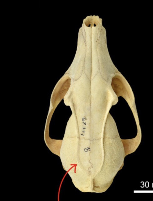 <p>U-shaped temporal line</p>
