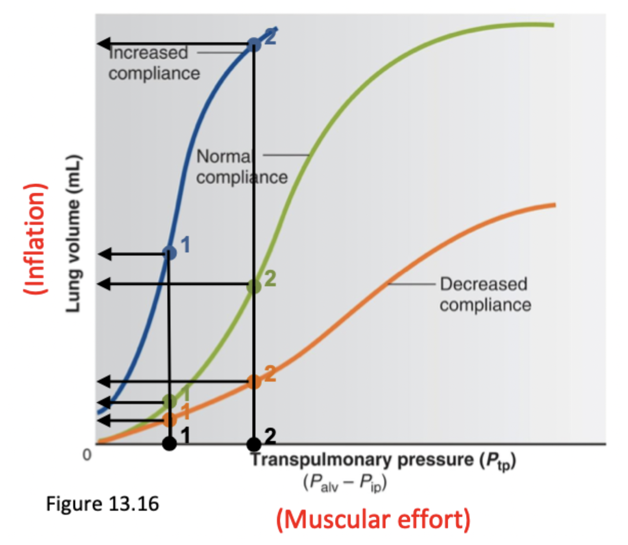 <p>Emphysema is floppy lung tissue where elastic recoil is reduced. No elastic recoil = no elastic fibers to pull inward → more difficult to exhale and deflate lungs</p><p>Right shift</p>