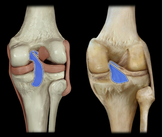<p>posterior</p>