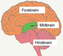 <p>found atop the brainstem; connects the hindbrain with the forebrain, controls some motor movement, and transmits auditory and visual information.</p>