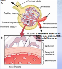 <p>glomerular capillaries fenestrated </p><p>special basement membrane</p><p>specialized cells</p>