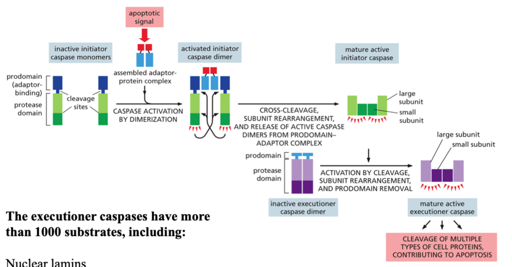 <p><strong>Initiator-caspaser</strong> starter signalet, mens <strong>executioner-caspaser</strong> kløver mange celleproteiner og udfører celledøden.</p>