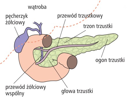 <p>Narząd retroperitonealny za żołądkiem (L1-L2), składający się z głowy (z wyrostkiem haczykowatym), szyjki, trzonu i ogona. Funkcje: Zewnątrzwydzielnicza: produkuje sok trzustkowy z enzymami (trypsyna, amylaza, lipaza, przewód Wirsunga)</p><p></p>