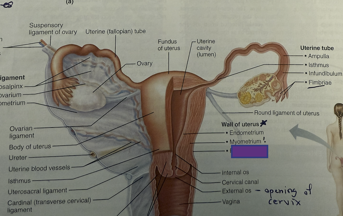 <p>Which layer of the uterus is this?</p>