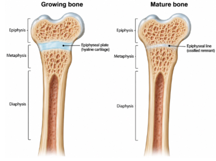 <p>What is the <strong>epiphyseal plate (growth plate)</strong>?</p>