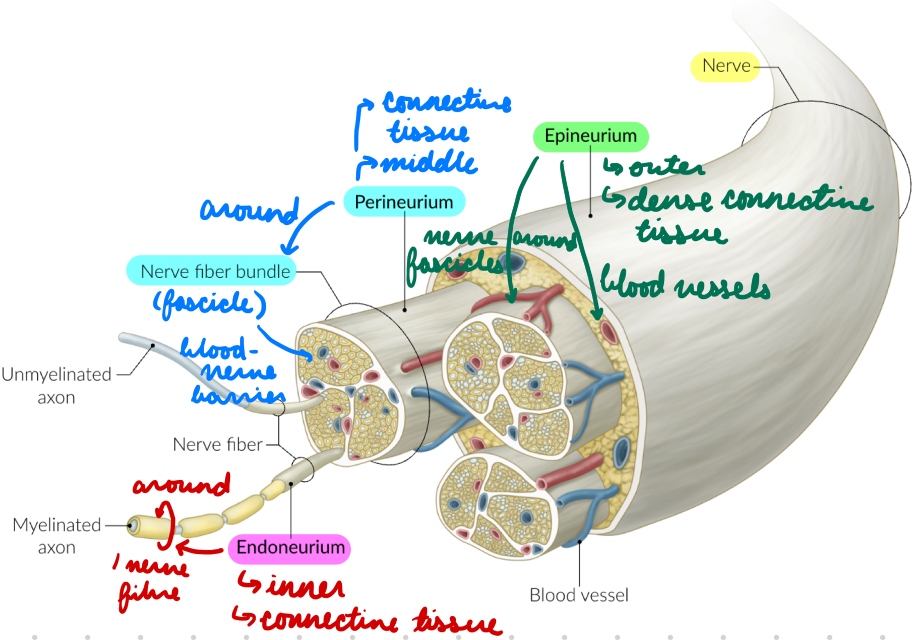 <p>Middle layer</p><p>Connective tissue around nerve fascicles (bundle of fibres)</p><p>Contain blood-nerve barrier</p>