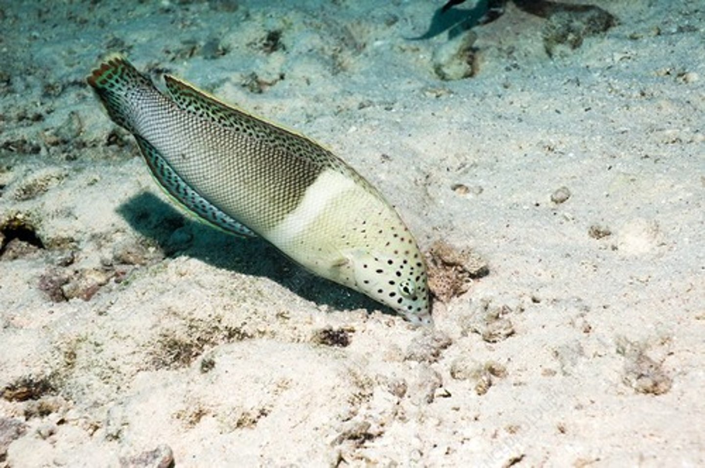 <p>Coris aygula</p>