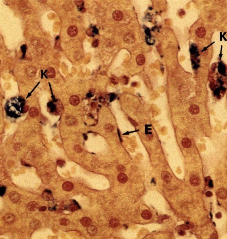 <p>Identify the Organ and Structures?</p>