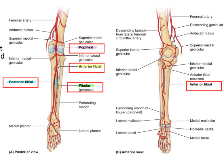 <ul><li><p>popliteal a. </p><ul><li><p>anterior tibial a.</p><ul><li><p>anterior through gap in interosseous membrane</p></li><li><p>deep anterior compartment between tibialis anterior and EDL → dorsalis pedis a. </p></li></ul></li><li><p>posterior tibial a. </p><ul><li><p>deep posterior compartment</p></li><li><p>posterior to medial malleolus</p></li></ul></li><li><p>peroneal (fibular a.)</p><ul><li><p>supplies lateral compartment</p></li><li><p>descends near FHL</p></li></ul></li></ul></li></ul><p></p>