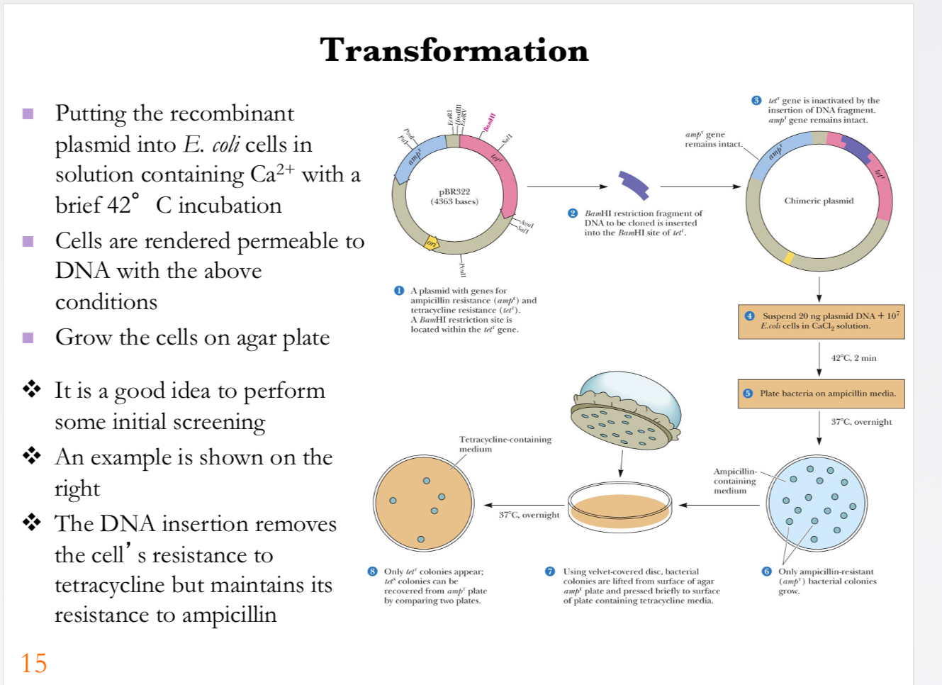 <p><strong>Transformation is when we put the recombinant plasmid into <em>E. coli</em> bacteria.</strong> Calcium ions and a brief heat shock help the plasmid enter the bacteria, and then the bacteria are grown on <strong>ampicillin</strong> so only cells containing the plasmid survive. Because the inserted gene disrupts the <strong>tetracycline-resistance gene</strong>, bacteria with the recombinant plasmid are <strong>ampicillin-resistant but tetracycline-sensitive</strong>, allowing us to identify them.</p><p><strong>Ampicillin and tetracycline are antibiotics</strong> that can kill or stop the growth of bacteria.</p><ul><li><p><strong>ampᴿ (ampicillin resistance gene)</strong> → gives the bacteria <strong>resistance to ampicillin</strong>, so bacteria carrying the plasmid can survive on ampicillin plates.</p></li><li><p><strong>tetᴿ (tetracycline resistance gene)</strong> → gives the bacteria <strong>resistance to tetracycline</strong>, so bacteria carrying an intact tetᴿ gene can survive on tetracycline plates.</p></li></ul><p>In your pBR322 example, the <strong>foreign DNA is inserted into the tetᴿ gene</strong>, disrupting it. So:</p><p><strong>Recombinant plasmid → ampᴿ ✓, tetᴿ ✗</strong><br>→ survives ampicillin but <strong>does not survive tetracycline</strong>.</p><p>Think of the antibiotic-resistance genes as <strong>selection markers</strong> that help researchers figure out which bacteria received the plasmid and which plasmids contain the inserted DNA.</p><p></p><p><span><strong>Transformation</strong></span></p><p></p><p><span><strong>Process overview:</strong></span></p><p><span>The recombinant plasmid is introduced into <em>E. coli</em> cells by incubating them in a solution containing calcium ions (Ca²⁺), followed by a brief heat shock at 42 °C.</span></p><p><span>These conditions make bacterial cell membranes more permeable to DNA, allowing plasmids to enter.</span></p><p><span>After transformation, cells are plated on selective agar medium.</span></p><p><span>In this example, plasmid <strong>pBR322</strong> is used, which carries resistance genes for both ampicillin (ampr) and tetracycline (tetr).</span></p><p><span>Insertion of foreign DNA disrupts the tetracycline resistance gene, so transformed colonies retain resistance to ampicillin but lose resistance to tetracycline.</span></p><p><span>Screening involves plating colonies on both ampicillin- and tetracycline-containing media to identify successful recombinants.</span></p><p></p><p><span><strong>Graphics explanation:</strong></span></p><p><span>Top left: The circular pBR322 plasmid with ampr and tetr genes is shown. The DNA fragment is inserted into the tetr site.</span></p><p><span>Top right: The resulting chimeric plasmid keeps the ampr gene intact but disrupts tetr.</span></p><p><span>Middle panels: Transformation protocol—suspension of <em>E. coli</em> with plasmid DNA in CaCl₂ solution, heat shock at 42 °C, then plating on ampicillin agar.</span></p><p><span>Bottom panels: Colonies growing on ampicillin agar are further screened on tetracycline agar; ampr colonies survive, but recombinants with disrupted tetr fail to grow.</span></p><p></p><p><span><strong>Key points:</strong></span></p><p><span>Transformation introduces recombinant DNA into bacteria. Selective media and screening strategies confirm the presence of the recombinant plasmid.</span></p><p></p><p><span><strong>Key message:</strong></span></p><p><span>Transformation combined with selective screening ensures that only bacteria carrying recombinant plasmids are identified and propagated.</span></p>