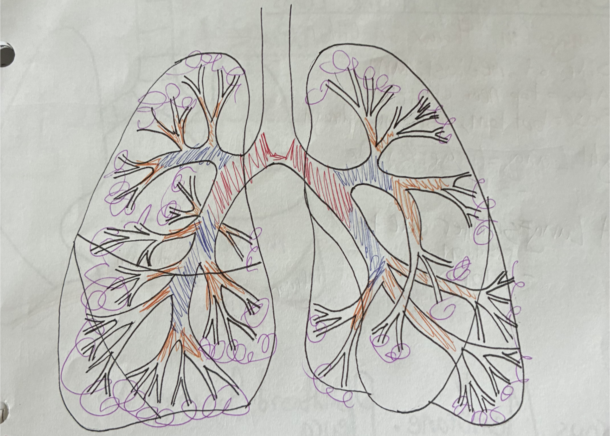 <p>(red) first bronchi entry. enters lungs at hilum, inhaled substances are more likely to get stuck in right bronchus.</p>