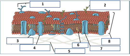 <p>label this cell membrane</p>