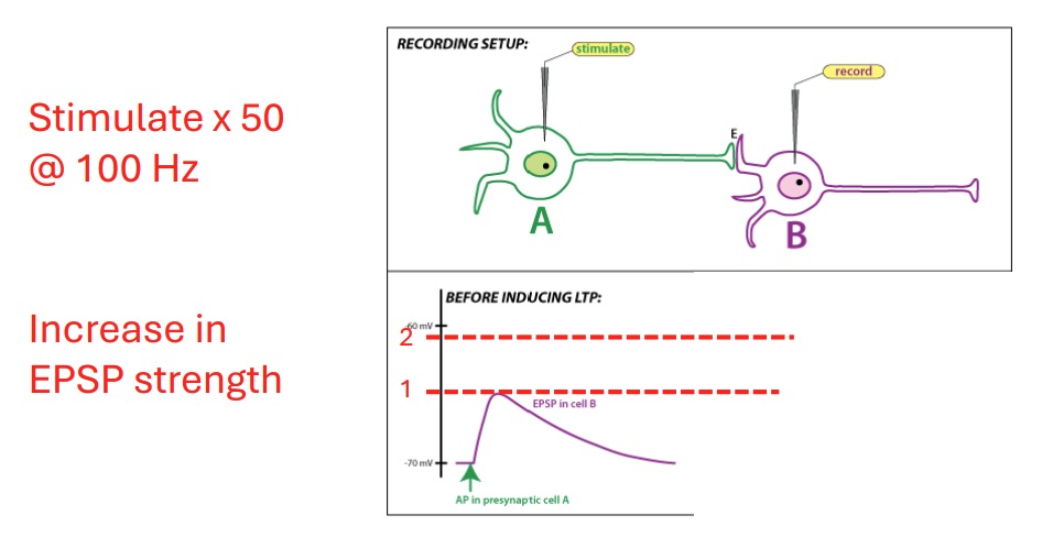 <ul><li><p>A signaling to B (done artificially, but in reality A active due to learning)</p></li><li><p>A weakly activates B under normal conditions</p></li><li><p>stimulating synapse 100x/sec → synapse gets stronger </p></li></ul><p></p>