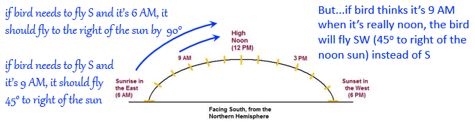 <ul><li><p>time-compensated sun compass</p><ul><li><p>position of sun in sky indicates compass direction</p><ul><li><p>requires that birds compensate for changing position of sun (changes ~ 15o per hour during the day</p></li><li><p>shifting bird’s internal clock (making it “think” it’s a different time) causes incorrect orientation</p></li></ul></li></ul></li></ul><p></p>