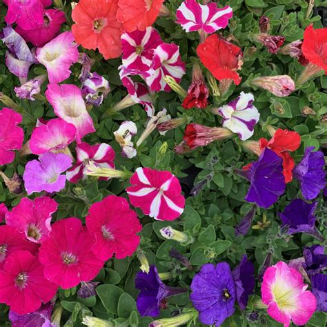 <p>Gardenesque</p>
