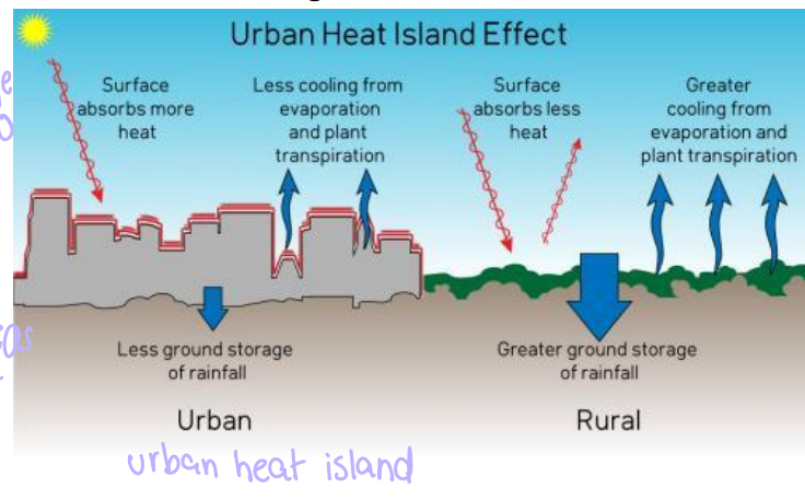 <p>urban: surface absorbs more heat, less colling from evaporation and plant transpiration</p><p></p><p>rural: surface absorbs less heat, more cooling from evaporation and plant transpiration</p>