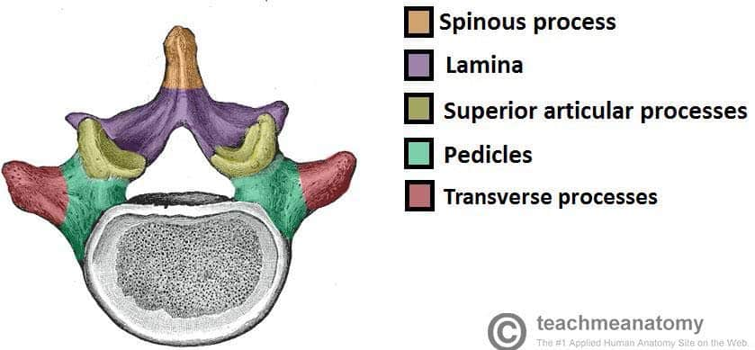 <p>What General Structure of Vertebrae? </p>