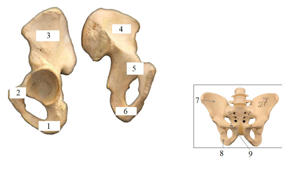 <p>Name structures 1-9.</p>