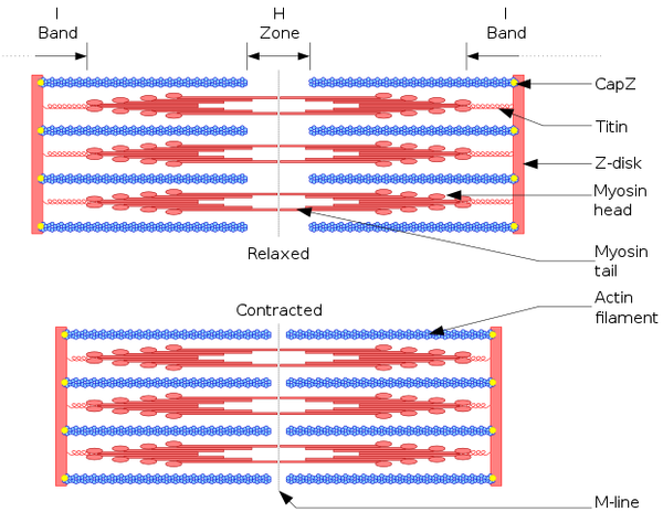 <p>dark central unit of sarcomere (basic unit of muscle contraction)</p>