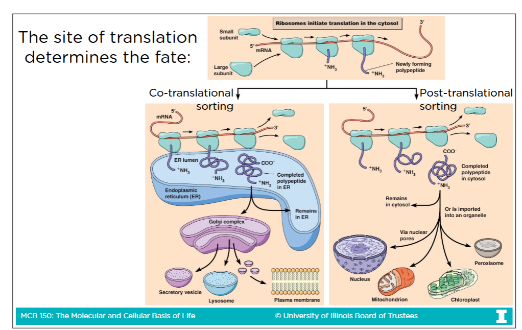 <p>Membrane-bound ribosome (the completed protein) that go to one of their associated destinations</p>