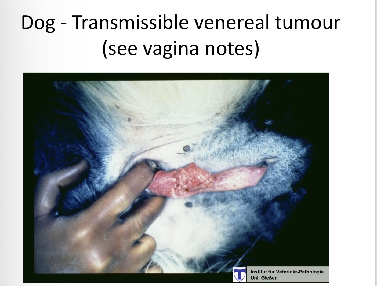 <p>Transmissible venereal tumour spread </p>