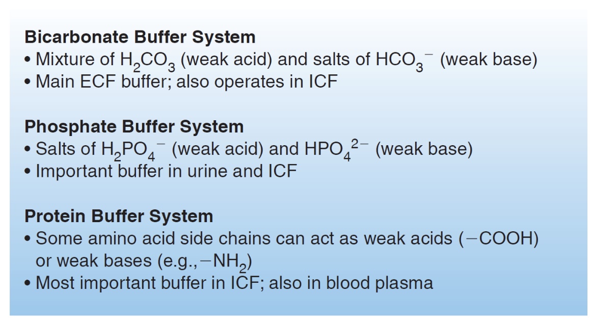 <p>is a system of one or more compounds that act to resist pH changes when strong acid or base is added</p><p>three systems:</p><ol><li><p>bicarbonate buffer system</p></li><li><p>phosphate buffer system</p></li><li><p>protein buffer system</p></li></ol><p></p>