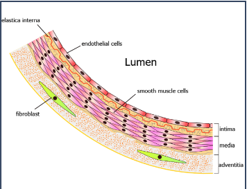 <p>the inner lining of the entire circulatory system composed of a specialized type of simple squamous epithelium called endothelial cells</p>