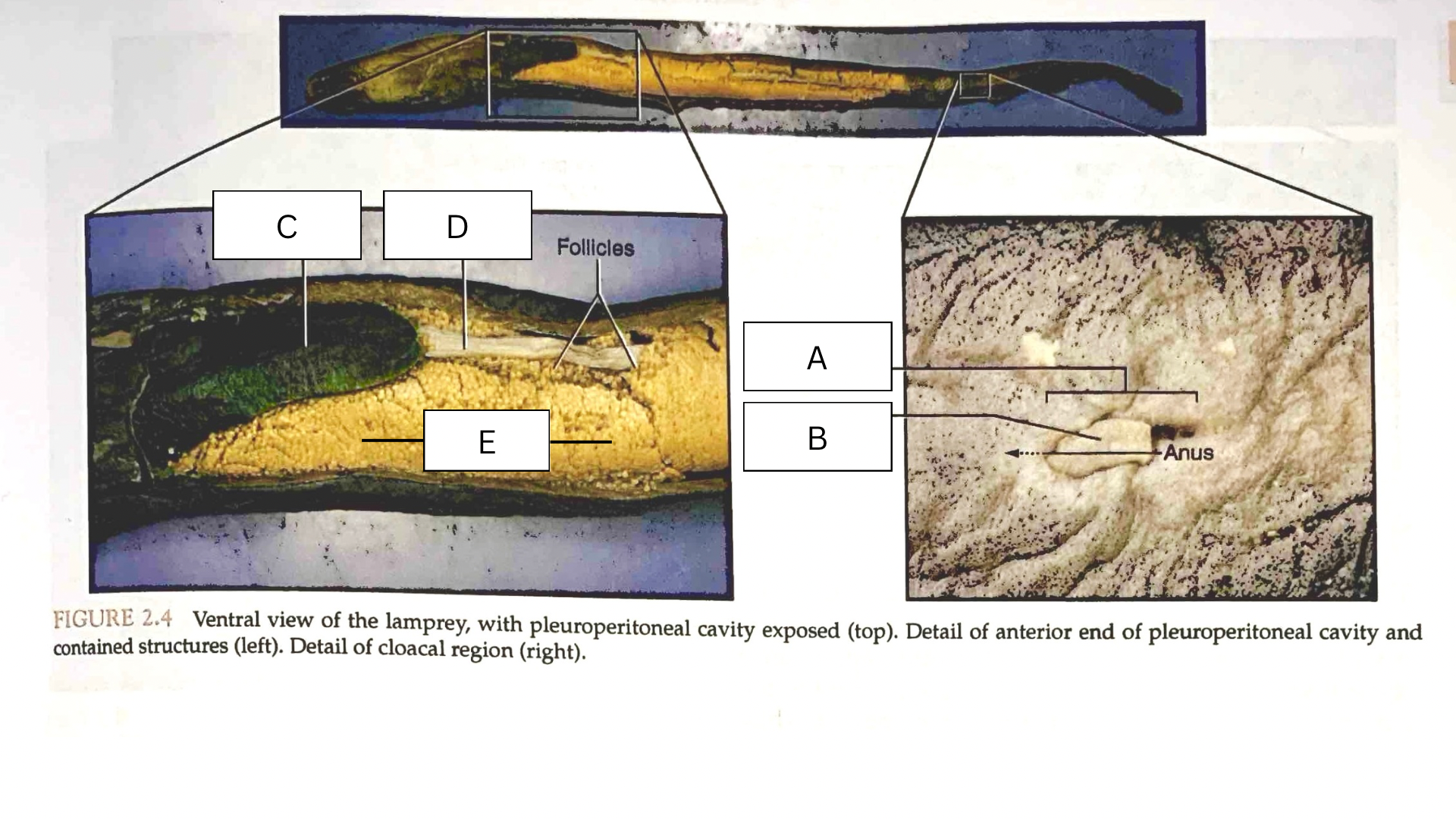 <p>What is A in the following diagram?</p>