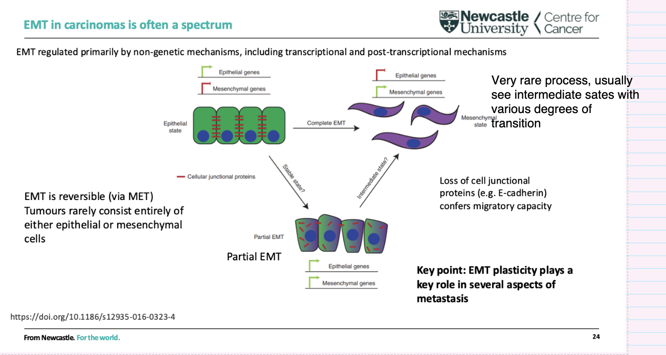 <ul><li><p>EMT exists as a <strong>spectrum</strong>, with many <strong>intermediate (partial EMT) states</strong></p></li><li><p><strong>Rarely complete</strong>—tumours usually contain a mix of epithelial and mesenchymal features</p></li><li><p><strong>Reversible process</strong> (via MET)</p></li><li><p>Driven mainly by <strong>non-genetic mechanisms</strong> (transcriptional/post-transcriptional)</p></li><li><p><strong>Loss of cell junction proteins (e.g. E-cadherin)</strong> → increased migration</p></li><li><p>EMT plasticity is <strong>important for metastasis</strong></p></li></ul><p></p>