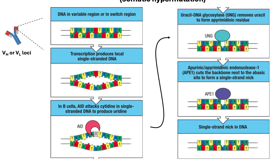 <p>AID </p><ul><li><p>result in Ig V regions = somatic hypermutation</p></li></ul><p><strong><mark data-color="rgba(0, 0, 0, 0)" style="background-color: rgba(0, 0, 0, 0); color: inherit;">Activation-induced deaminase</mark></strong><span> (AID) initiates somatic hypermutation (SHM) by converting cytosine to uracil in the DNA of immunoglobulin (Ig) variable (V) regions, leading to high-rate nucleotide substitutions. This process, occurring in germinal center B cells, increases antibody affinity for antigens, enabling affinity maturation.</span></p><p></p>