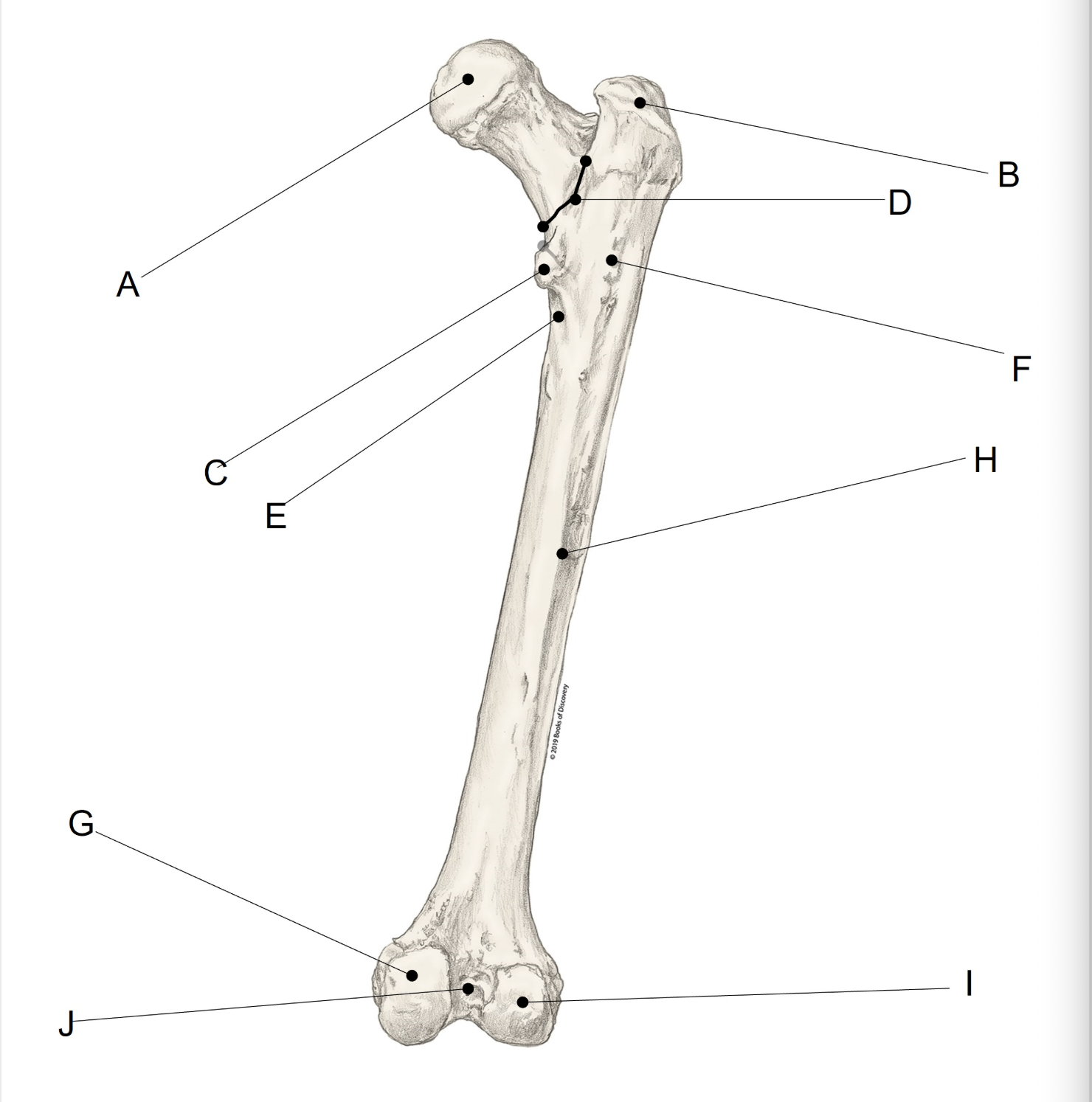 <p><span>Match the LETTER (A-J) with the anatomical structure it is labelling. &nbsp;There is NO partial credit.</span></p>
