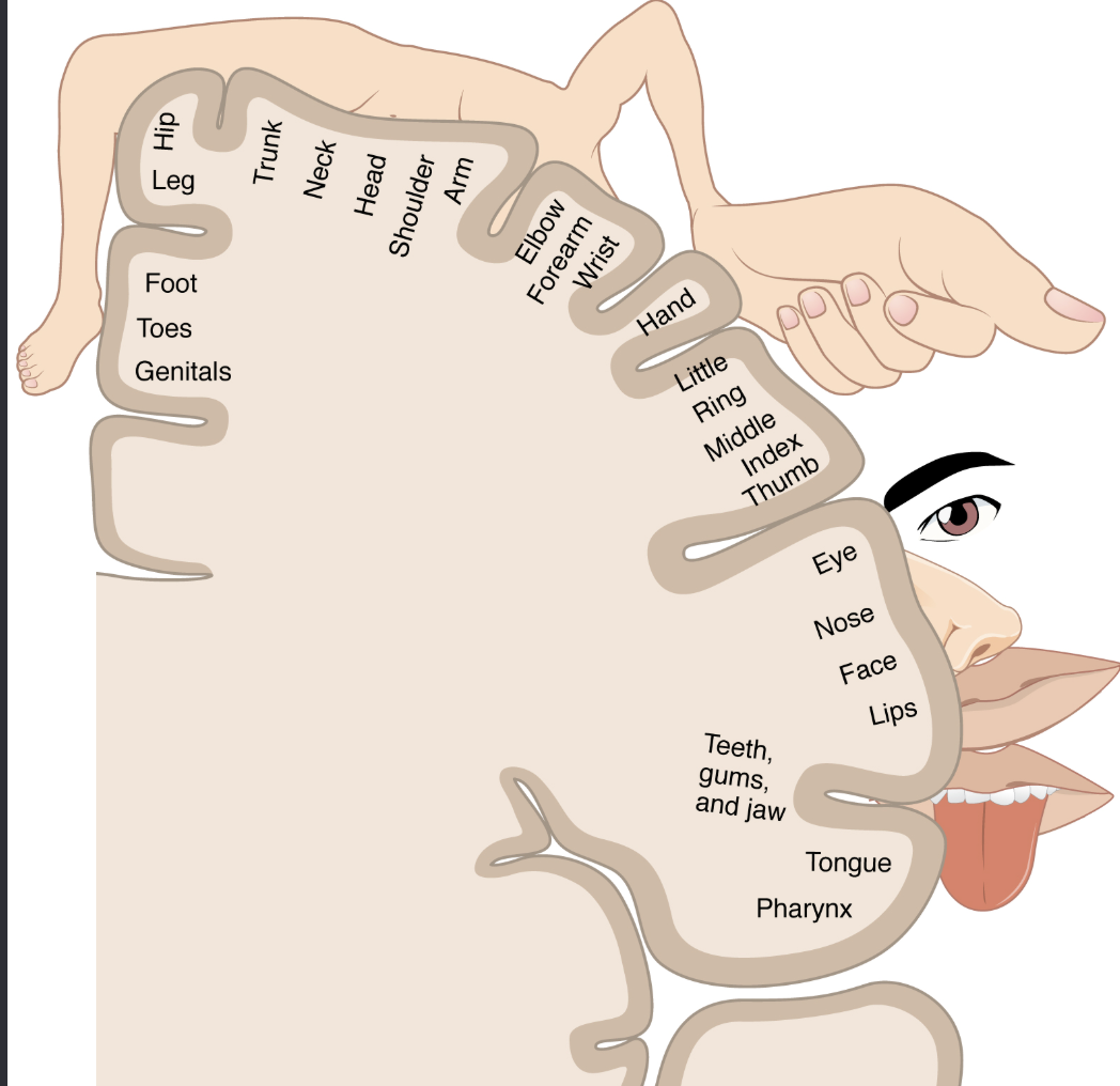 <p>somatotopic organization</p>