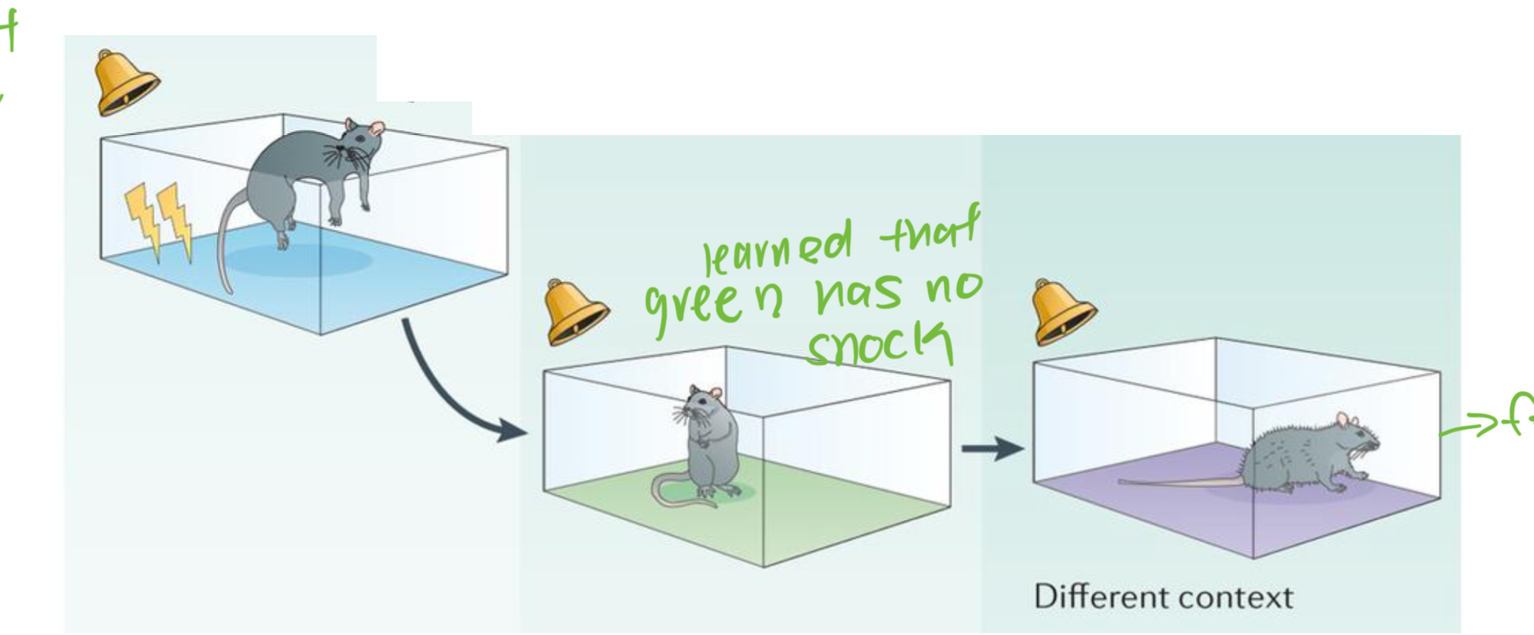 <ul><li><p>extinction very SPECIFIC to context</p></li><li><p>even if you extinguish cs-ucs pairing in one context (green box) CS will still evoke CR in new context (Purple)</p></li></ul><p></p>