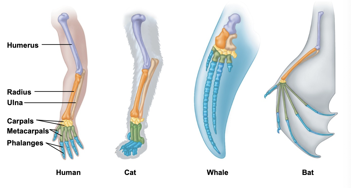 <p>anatomical resemblances that represent variations on a structural theme present in a common ancestor</p>
