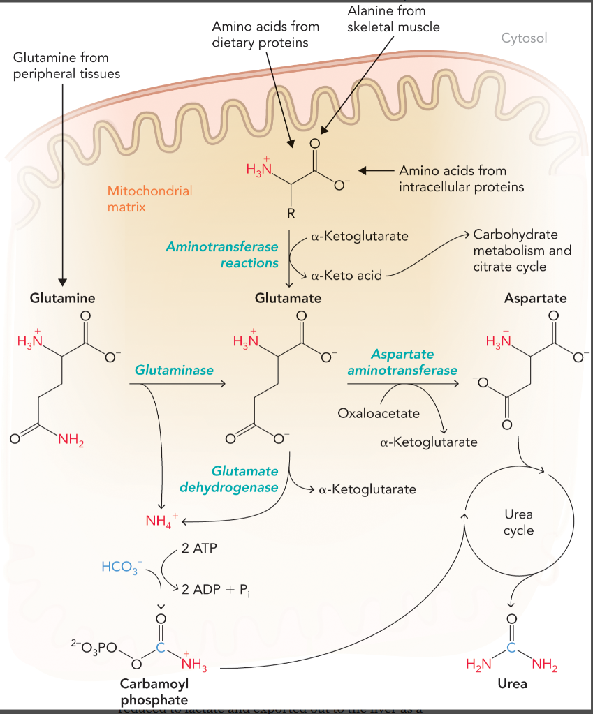 <ul><li><p>digestion of dietary proteins</p></li><li><p>glutamine, which comes from glutamate and ammonium through glutamine synthase (in peripheral tissues)</p></li><li><p>alanine which is formed by alanine aminotransferase (removes excess nitrogen from skeletal muscle)</p></li></ul><p></p>