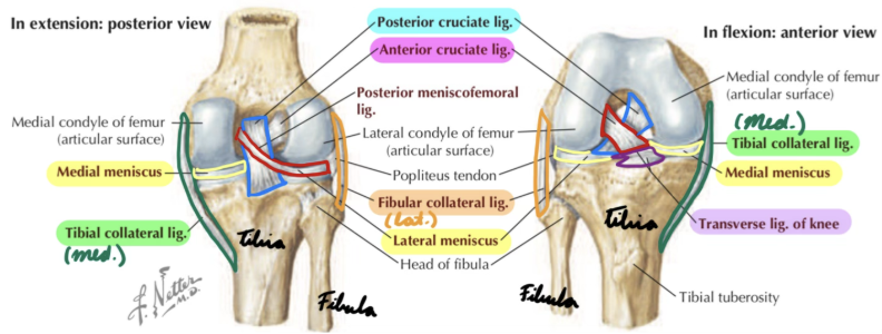 <p>Posterior tibia → Medial femur</p><p>Thicker than ACL</p><p>Prevent posterior tibia/femur displacement</p><p>Prevent hyperflexion</p>