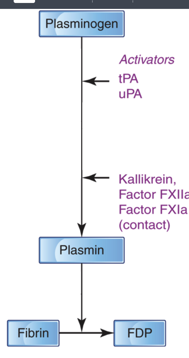 <p></p><p><strong><u>⚬ tPA = tissue plasminogen activator(t for tissue)</u></strong></p><p>￭<strong> main activator for dissolving fibrin clots inside vessels</strong></p><p>• most<strong> released by endothelial cells</strong></p><p>￭ binds to <strong>fibrin</strong> => much more effective</p><p>• = localizes/concentrates fibrinolysis to clot</p><p><strong><u>⚬ uPA = urokinase-type plasminogen activator</u></strong></p><p><strong>￭ fibrin- independent</strong></p><p>￭ functions <strong>mainly in tissues </strong>(tissue remodeling/cell movement)</p><p><strong>• other activators produced during <u>contact phase- start plasminogen </u></strong></p><p>⚬ kallikrein- don’t care about</p><p>⚬ XIIa</p><p>⚬ XIa</p>