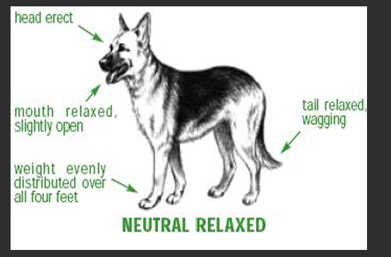 <p>Relaxed</p><p>Soft appearance </p><p>neutral body posture</p>