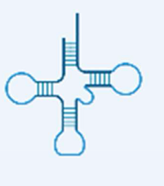 <p>acts as adaptor between mRNA and amino acids</p><p>75-90 nucleotides in length</p><p>16% of total RNA </p><p>the adapter unit linking the triplet code on mRNA to specific amino acids </p>