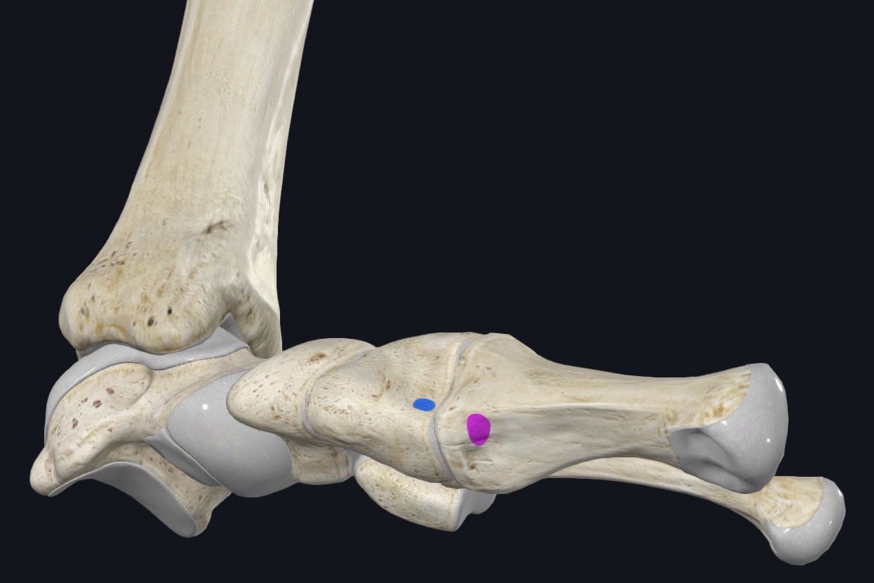 <p>Medial and inferior surfaces of medial cuneiform &amp; base of 1st metatarsal</p>