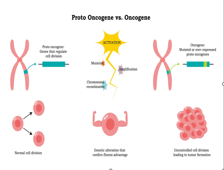 <ul><li><p><strong>Functions:</strong> A normal cellular gene that promotes<span style="color: red;"> cellular growth and division.</span></p></li><li><p><strong>Methods of Activation (Conversion to Oncogenes):</strong></p><ul><li><p>Overexpression of the gene.</p></li><li><p>Amplification of the gene.</p></li><li><p>Point mutation in the gene.</p></li><li><p>Translocation of the gene to another region with a strong promoter of the</p><p>gene.</p></li></ul></li></ul><p></p>
