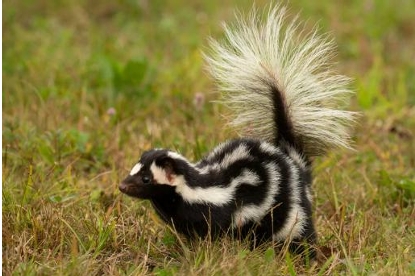 <p>What Family: does the Skunks belong to?</p>