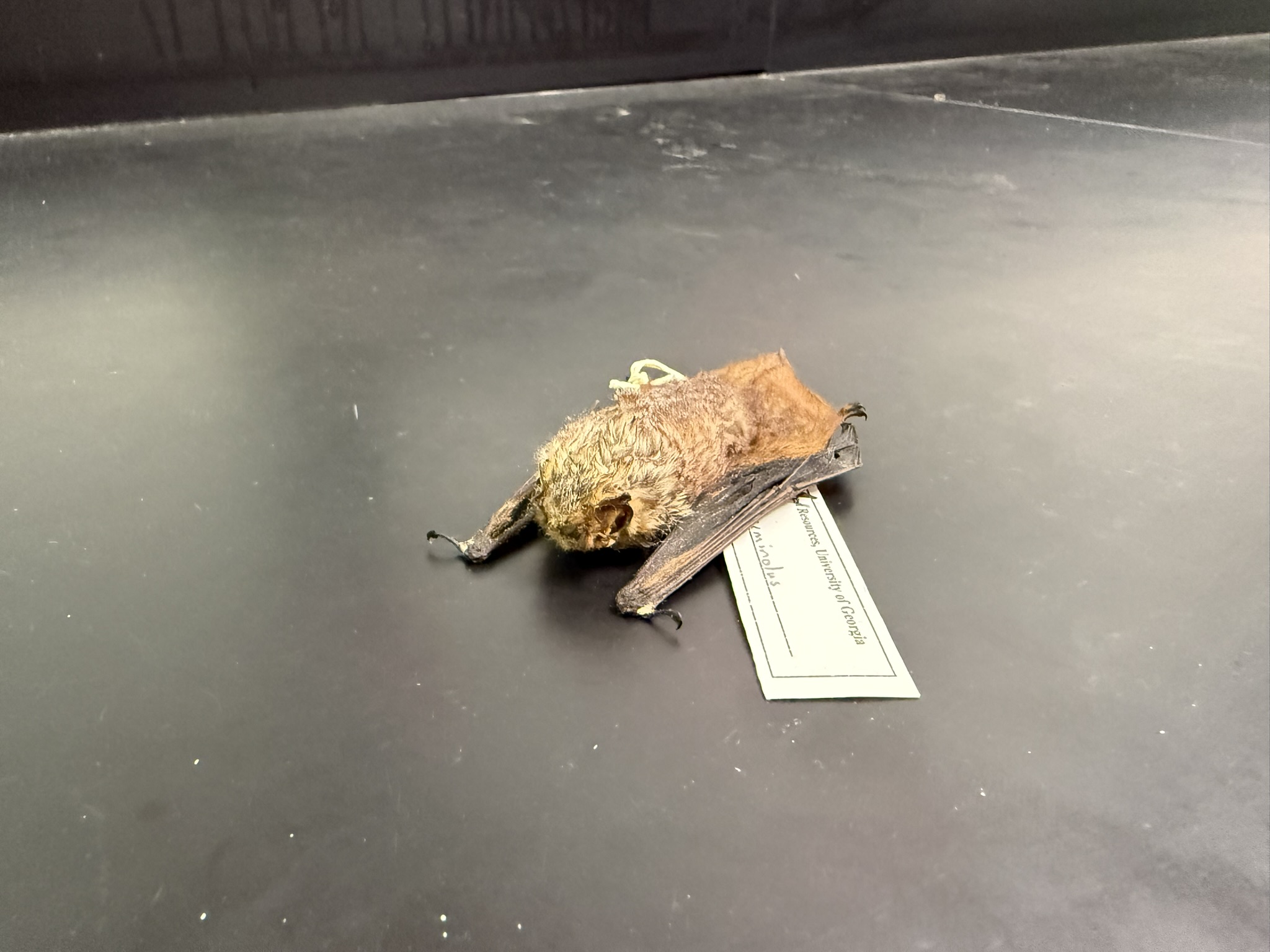 <p>What is the name and taxonomy of the species?</p>