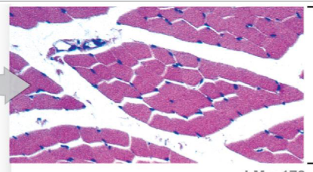 <p>What are characteristics of slow fibers?</p>