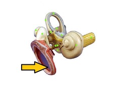 <p>Identify</p>