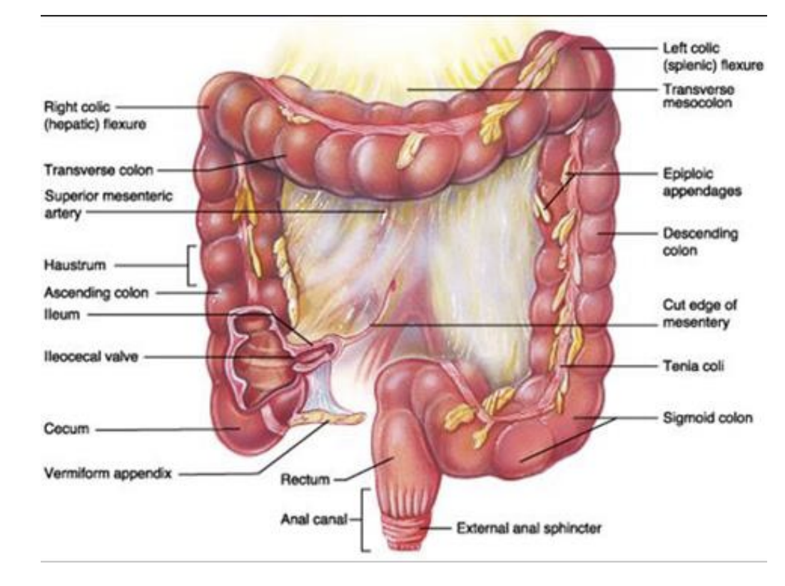 <p>Large Intestine or Colon</p>