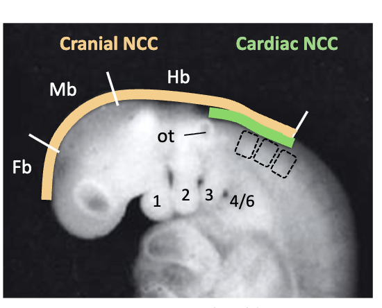 <p>called ectomesenchyme or mesctoderm to distinguish it from the mesoderm mesenchyme</p><ul><li><p>Contains cranial neural crest cells (NCC) and Cardiac NCC</p></li></ul><p></p>
