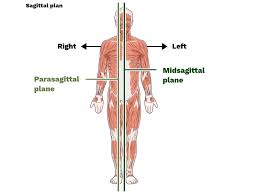 <p>Midsagittal Plane </p>
