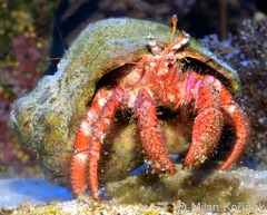 <p>- Up to 8 cm</p><p>- Colour varies from bright red to bright orange</p><p>- Short eyestalks, red and white striped</p><p>- Blue-green eyes</p><p>- Claws are covered in small hair, with the left claw generally more developed</p>